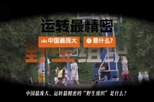 国内最庞大运转最精密的“野生组织”是野球场篮球爱好者？